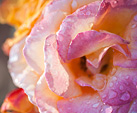 [Backlit rose] - Portland Oregon rose garden, backlighting, macro, flower